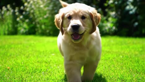 a playful golden retriever puppy joyfully running across a lush green lawn, epitomizing the spirit of youth and happiness in nature's embrace
