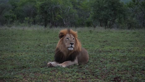 Male-Black-Mane-Lion-lies-down-in-flat-evening-light-breeze,-no-shadow