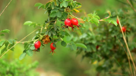 tilt up red rose hip hanging from a wild plant