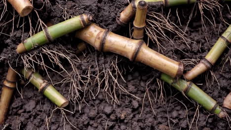 bamboo roots and stems in soil