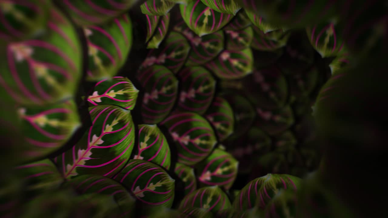 Looping Nature Tunnel of Leaves