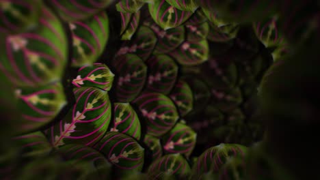 Looping Nature Tunnel of Leaves