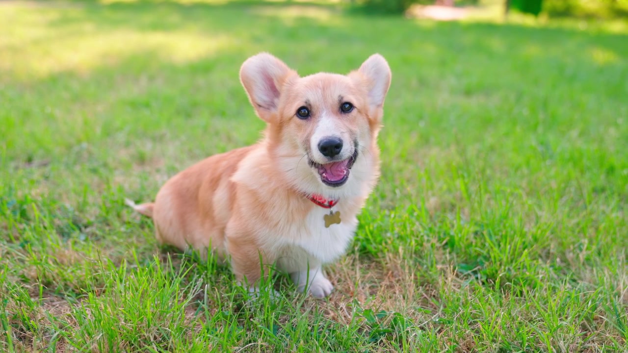 Adorable cachorro Corgi sentado en pasto verde y sonriendo