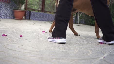 perro feliz y juguetón jugando con su dueño, con una pelota y juguetes en cámara lenta