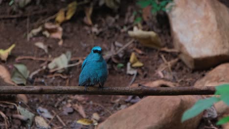 Seen-on-vine-enjoying-the-dripping-water-then-jumps-right-into-the-bird-bath,-Verditer-Flycatcher-Eumyias-thalassinus,-Thailand