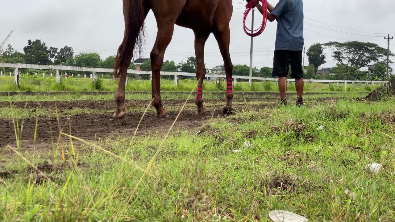 muestra las piernas de una carrera de caballos en la pista, que está corriendo