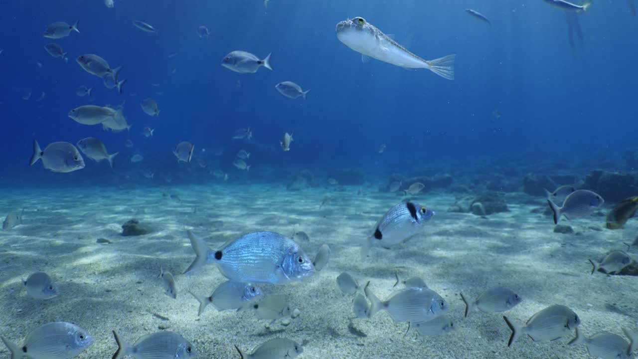 물속의 물고기 풍경 태양 빛 물속의 지중해 바다 빛 편안한 바다 풍경