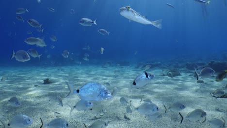 fish scenery underwater sun beams sun rays underwater mediterranean sea sun shine relaxing ocean scenery