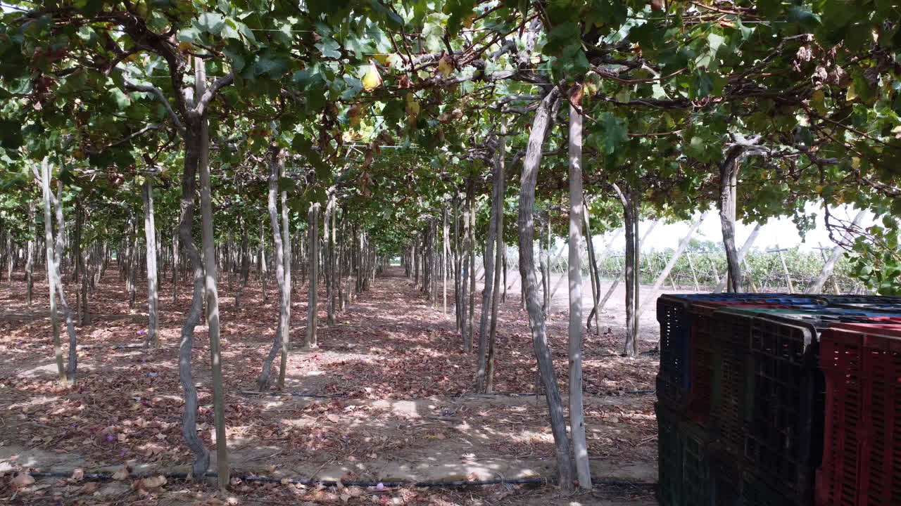 Slow moving shot through vineyard plantation with baskets on the floor for storing them in Pizco, Peru