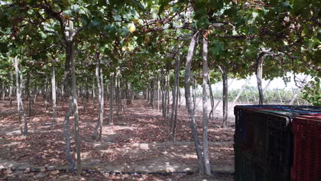 disparo de movimiento lento a través de la plantación de viñedos con cestas en el suelo para almacenarlos en pizco, perú