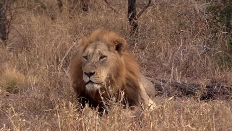 rey dominante del león de la jungla descansando y mirando en el desierto del parque nacional del gran kruger