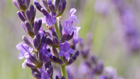 macro shot of purple lavender