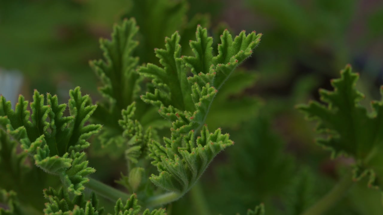 Foglie verdi di pianta di citronella (Pelargonium graveolens) in un giardino. Scatto con messa a fuoco selettiva.