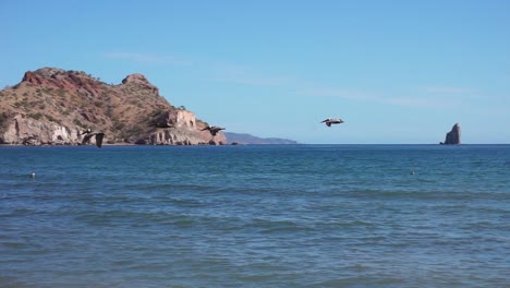 pelícanos en vuelo sobre las aguas del océano en una playa de agua verde en méxico - tiro de seguimiento