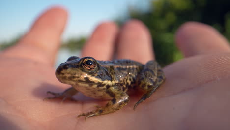 Makro-Nahaufnahme-Eines-Wilden-Frosches,-Der-Bei-Sonnenlicht-Auf-Der-Hand-Eines-Menschen-In-Der-Wildnis-Ruht-–-4K-Prores-Mit-Hoher-Auflösung