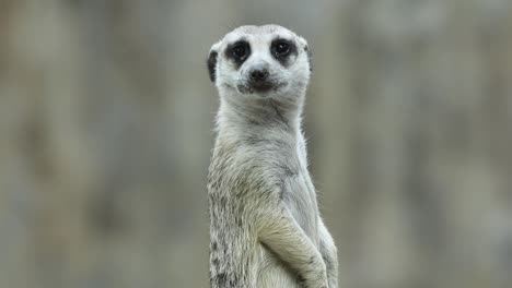 close-up of meerkat standing alert and observant in natural habitat