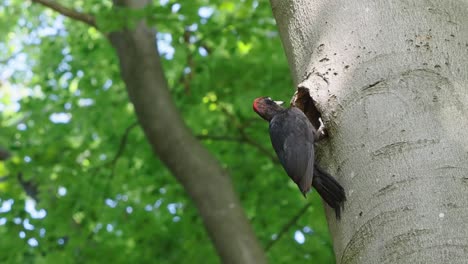 Specht-Fliegt-In-Zeitlupe-Vom-Baum-Weg