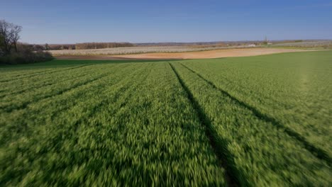 speed aerial drone view at the golden hour above vibrant green cornfield in france