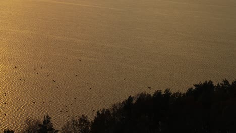 birds flying over kaunas sea. drone aerial view