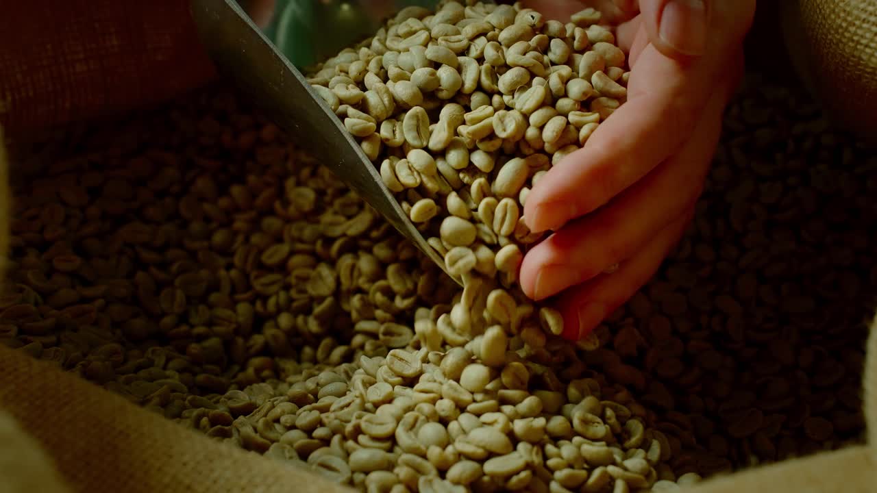 Hand scooping green coffee beans from a burlap bag