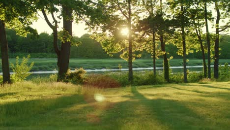 Drohne,-Die-Im-Goldenen-Abendlicht-Mit-Herumwirbelnden-Käfern-Und-Einem-Fluss-Und-Bäumen-Und-Gras-Langsam-Nach-Links-Gleitet