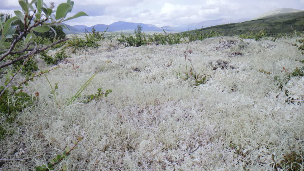 숲 에 있는 색 리 의 근접 사진