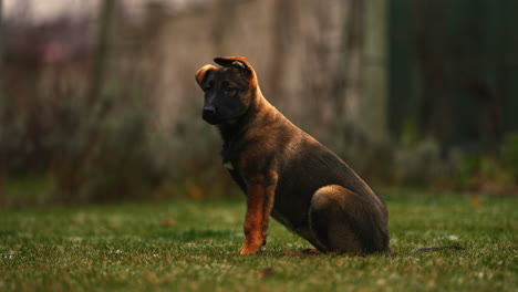 Portrait-of-cute-Belgian-Malinois-puppy-dog-sitting-on-grass