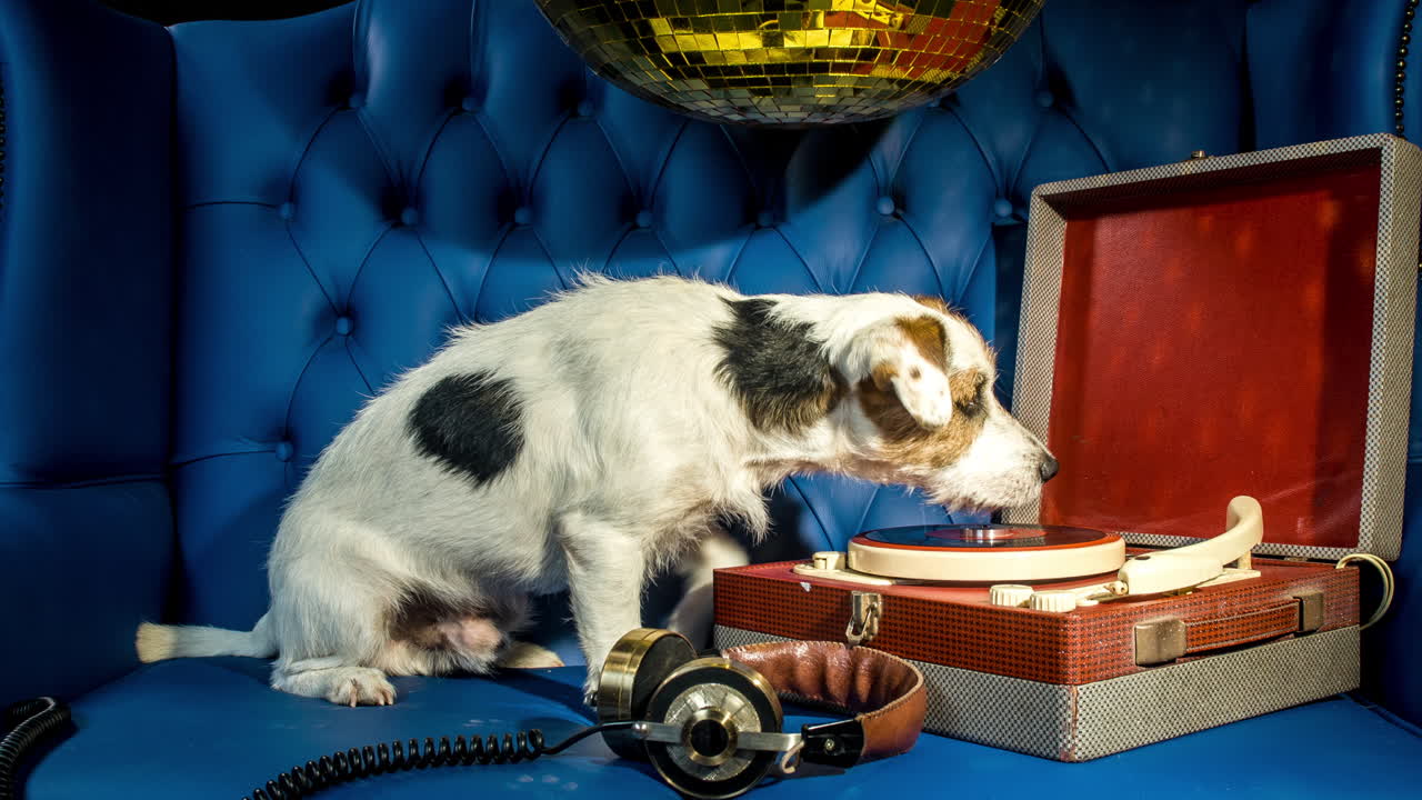 개 레드 레코드 4k 02