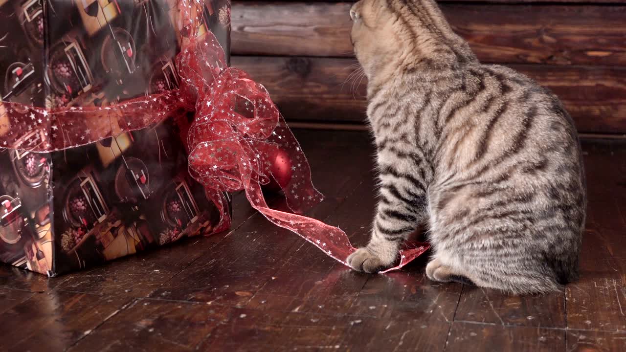 Gato perto da árvore de Natal e presentes.