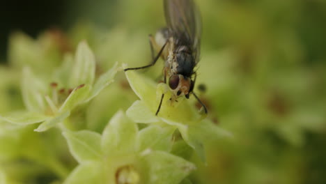 Macro-fly-on-plant