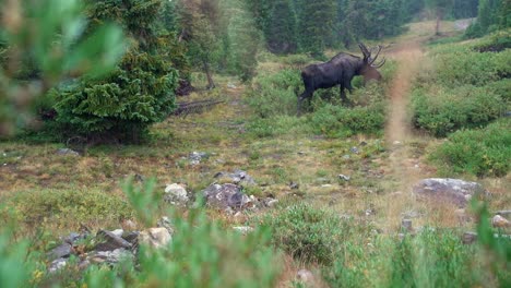 Große-Braune-Elche,-Die-Im-Regen-Auf-Colorado-Rocky-Mountain-Gras-Und-Büschen-Grasen