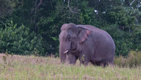 Nach-Links-Gewandt-Frisst-Er-Einige-Mineralien-Vom-Boden,-Während-Er-Mit-Den-Ohren-Schlägt-Und-Mit-Dem-Schwanz-Wedelt,-Indischer-Elefant-Elephas-Maximus-Indicus,-Thailand