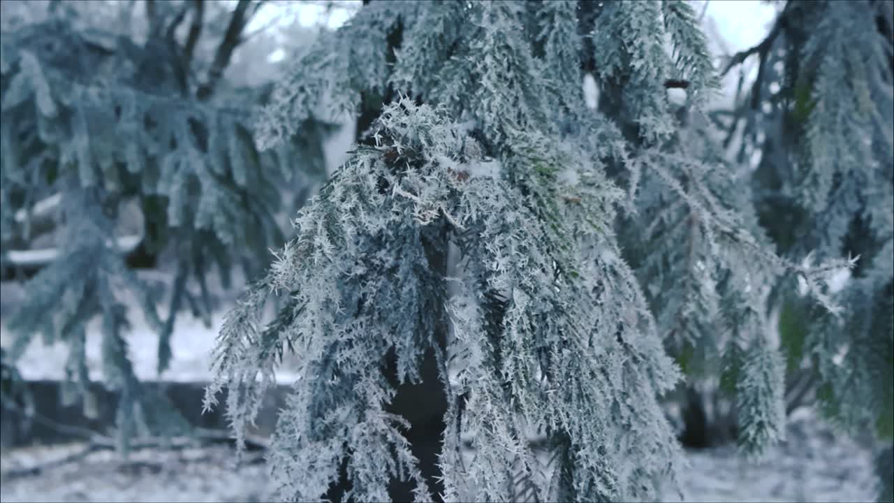 Close up or closeup footage rolling and turning around frosty ice and white fluffy snow covered pine or spruce trees during winter cloudy cold day. The ice and snow is spiky and sharp looking.
