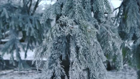 close up or closeup footage rolling and turning around frosty ice and white fluffy snow covered pine or spruce trees during winter cloudy cold day. the ice and snow is spiky and sharp looking.