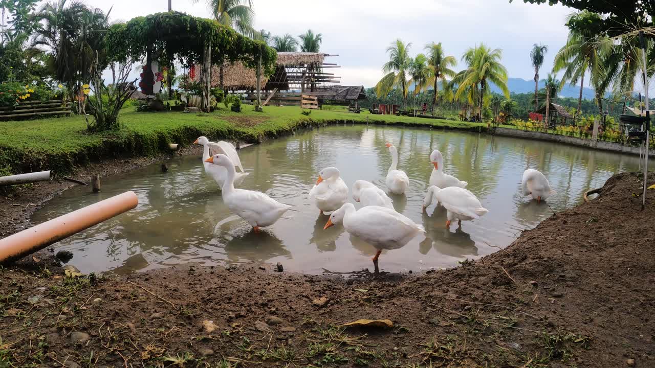 Flock Of Domestic Ducks In A Pond At La Caridad Farm In Sogod, Southern Leyte. Close Up