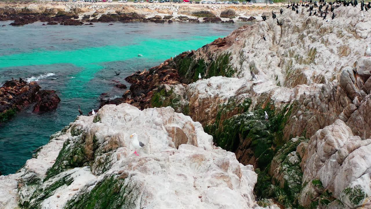 바다 바위에 바다 사자 두 그룹의 패닝 공중 드론 샷, 근처에 부서지는 파도