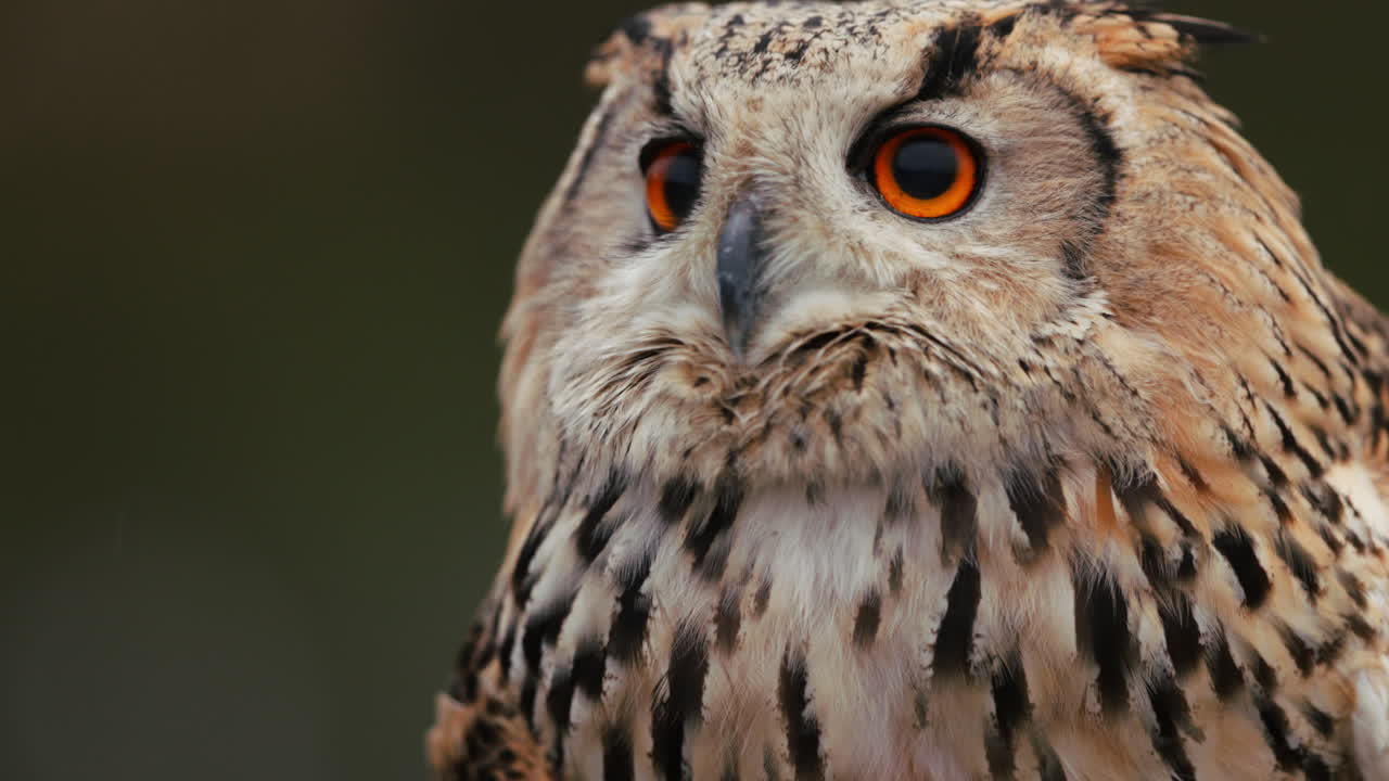 сова-орел вблизи