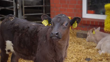 young calf gazes into the camera: adorable farm animal portrait