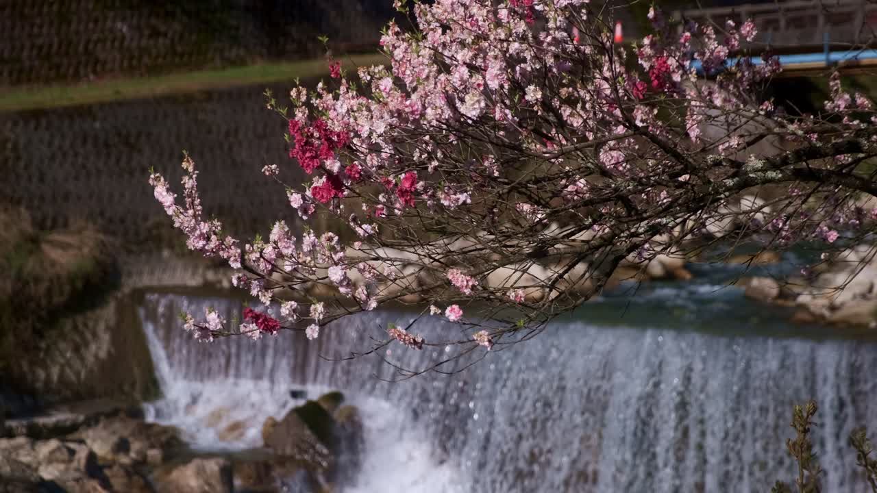 Japonya’da Baharda Nehir Şelalesi ve Şeftali Çiçeği
