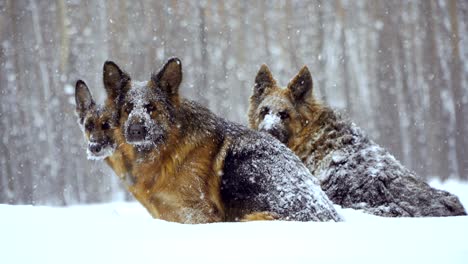 sheepdog. dogs of the shepherd breed run through the snow