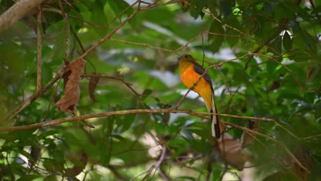 Orange-breasted-Trogon,-Harpactes-oreskios