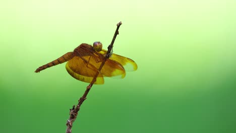 libélula, ala de terciopelo cobrizo, neurothemis fluctuans