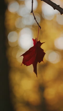 autumn maple leaf