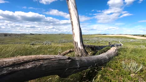 broken tree branch sitting in the grass, in a field, on a sunny cloudy day
