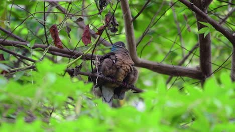 Diese-Kurzschnabelige-Braune-Taube-Mit-Ihren-Jungen-Vögeln-Ist-Ein-Endemischer-Vogel,-Der-Auf-Den-Philippinen-Und-Besonders-In-Mindanao-Vorkommt,-Wo-Er-Als-Weit-Verbreitet-Gilt