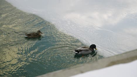 Ducks-swimming-and-hopping-over-a-layer-of-ice,-coming-to-a-stop-and-grooming-themselves