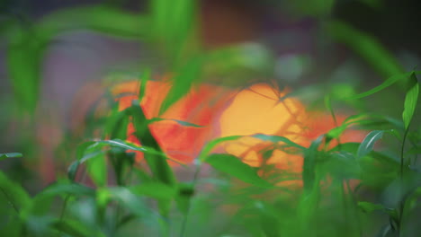 Campfire-glowing-through-grass-in-the-woods