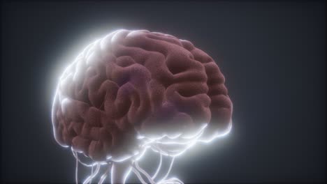 modelo animado del cerebro humano