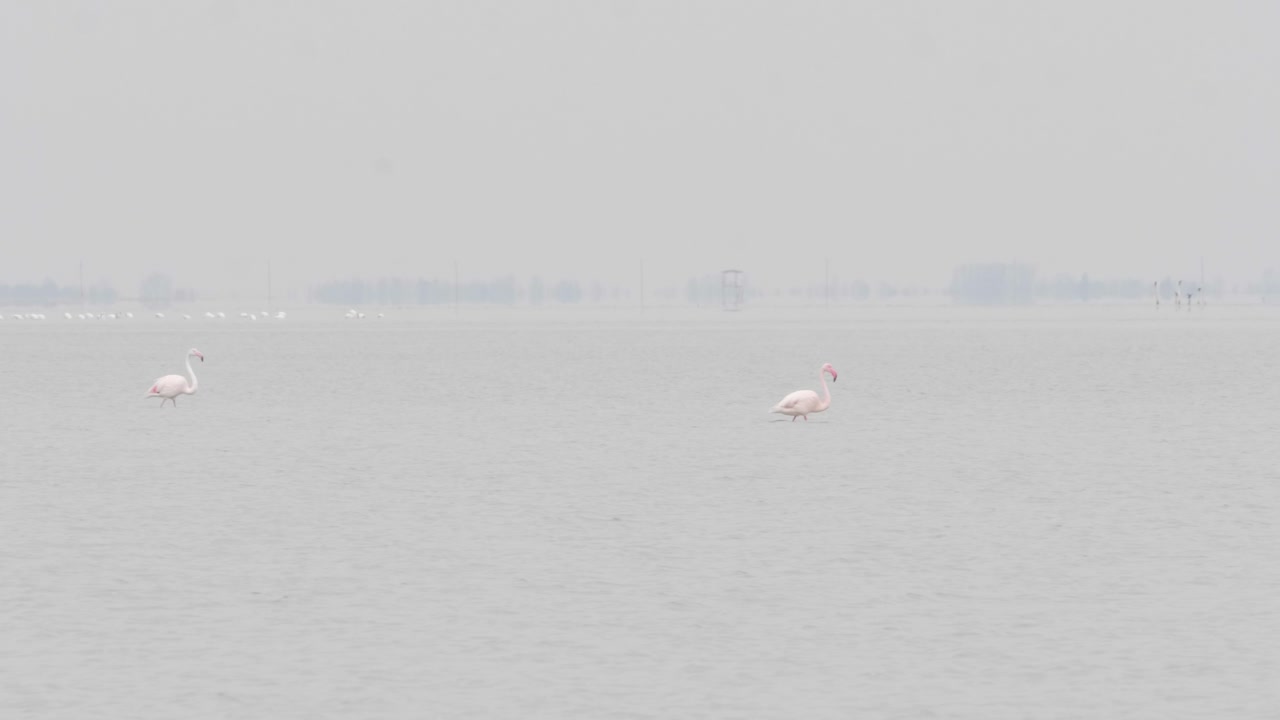 두 마리 의 야생 플라밍고 새 가 알바니아 의 나르타르 호수 에서 헤엄치고 있다
