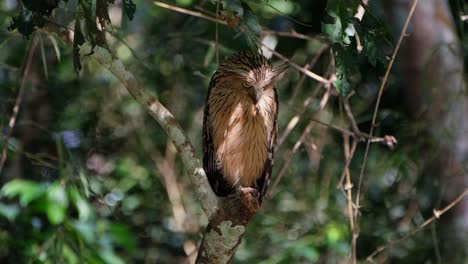 camera zooms out showing this owl moving it's head from left to right in side the forest, buffy fish owl ketupa ketupu, thailand